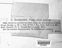 Daldinia concentrica image